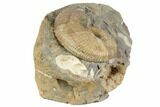Cretaceous Fossil Ammonite (Jeletzkytes) - South Dakota #189348-2